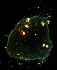 Epithel Zelle mit Nanopartikeln